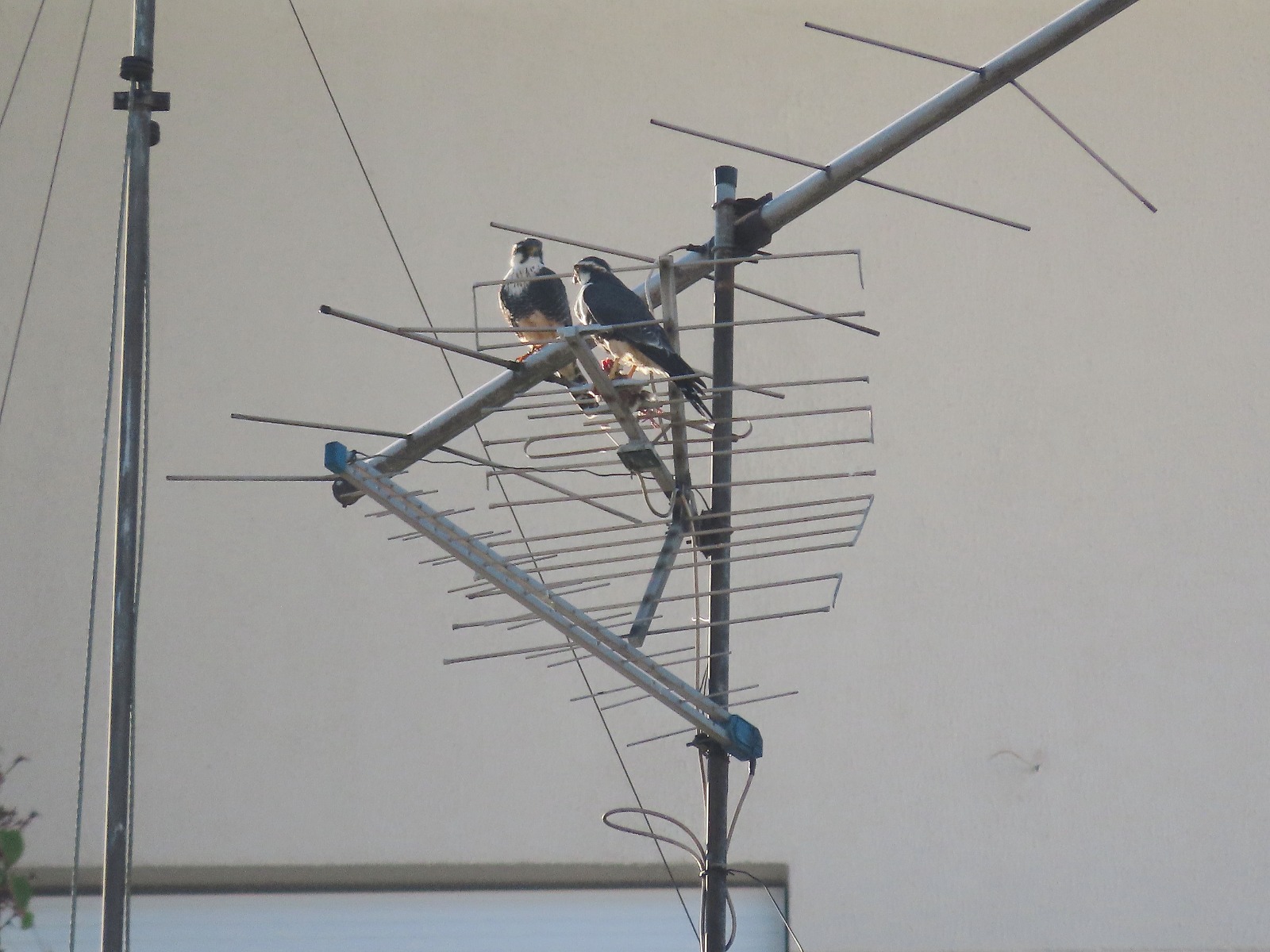 A fascinante presença dos falcões-de-coleira no Ipiranga