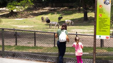 No mês de maio, mães têm entrada gratuita no Zoo São Paulo
