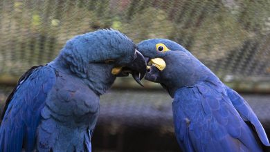 Pela primeira vez, Zoológico de São Paulo mostra ao público a arara-azul- de-lear, espécie ameaçada de extinção