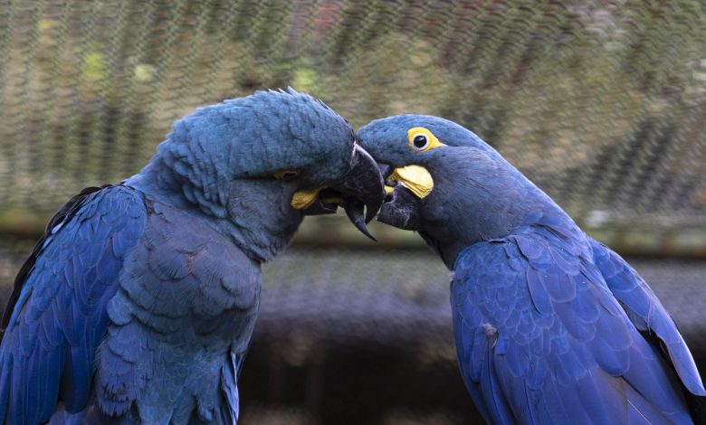 Pela primeira vez, Zoológico de São Paulo mostra ao público a arara-azul- de-lear, espécie ameaçada de extinção