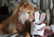 Intoxicação por chocolate em cães e gatos: riscos, sinais clínicos e como prevenir, alerta médico-veterinário