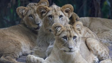 Seis bebês leões do Zoológico de São Paulo ganham nomes