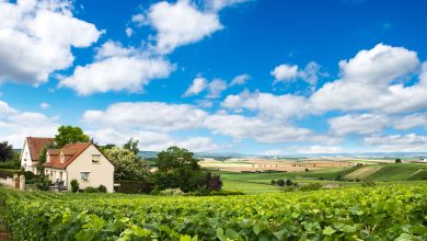 Explorando a Região de Champagne: cultura, história e belas vinícolas