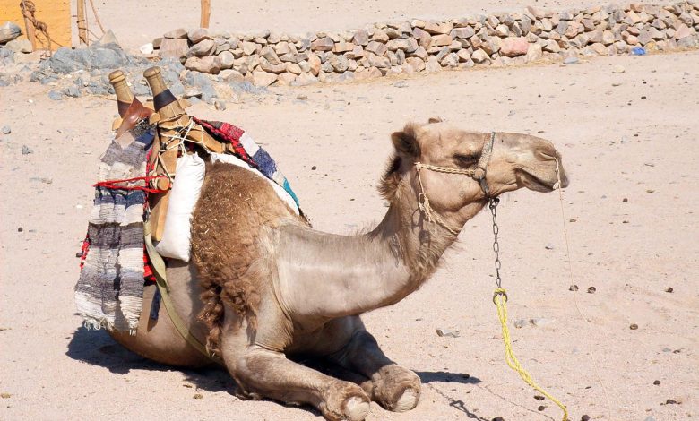 Um mergulho nas lendas, sabores e paisagens do Marrocos