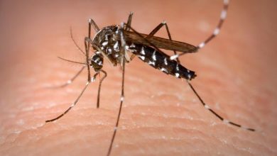 Ipiranga registra casos de Zika e Chikungunya