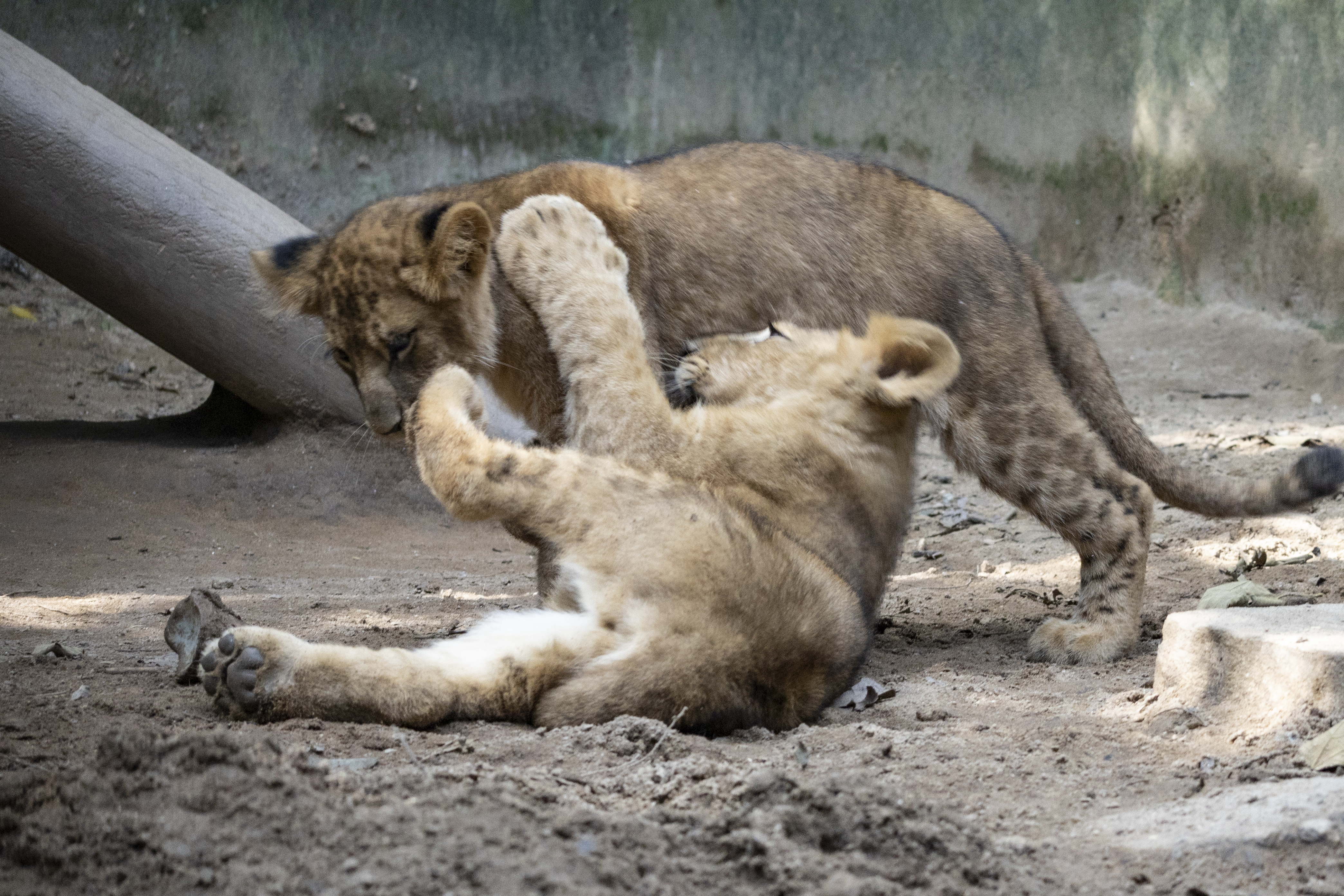 Filhotes de leão são apresentados ao público durante as férias no Zoo Safari