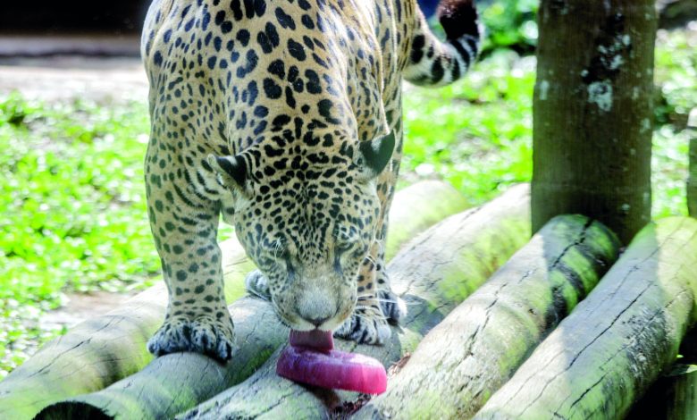 Zoo simula chuva e prepara "sorvete" para aliviar calor dos animais