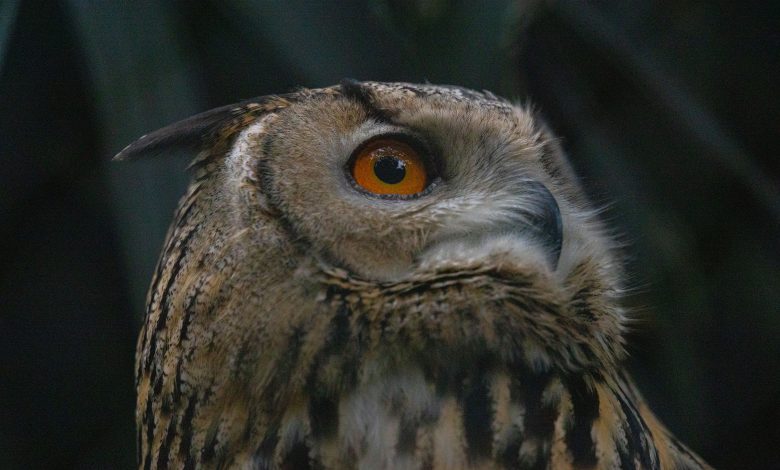 Zoológico promove passeio noturno "Noite Animal" neste sábado