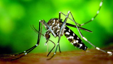Dengue prolifera na região e preocupa