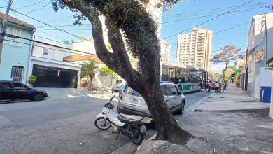 Árvore coloca em risco moradores da Costa Aguiar