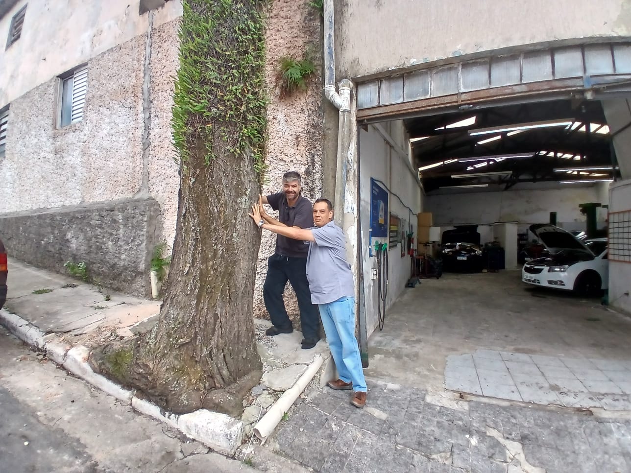 Árvore quebra muro de oficina na Honório dos Santos