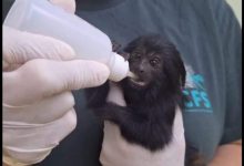 São Paulo tem "maternidade" para animais silvestres