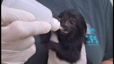 São Paulo tem "maternidade" para animais silvestres