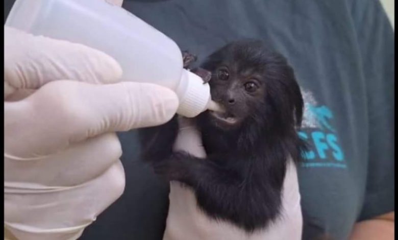 São Paulo tem "maternidade" para animais silvestres