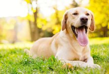 Controle de verminose em pets promove conceito de Saúde Única