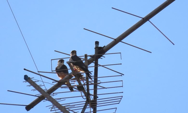 A fascinante presença dos falcões-de-coleira no Ipiranga