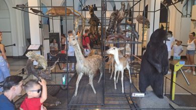 Museu de Zoologia realiza caça aos bichos para crianças