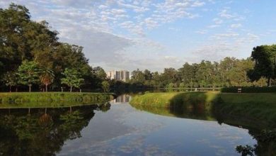 São Paulo comemora 70 anos do pulmão verde da cidade