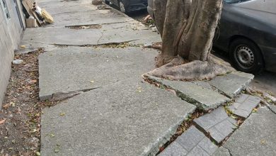Raízes de árvores danificam calçadas na região