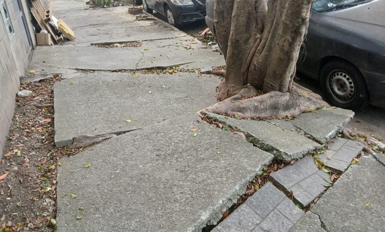 Raízes de árvores danificam calçadas na região