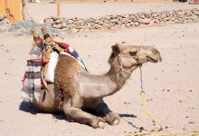 Um mergulho nas lendas, sabores e paisagens do Marrocos