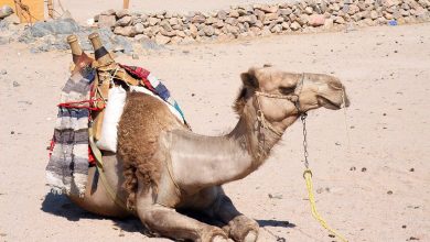 Um mergulho nas lendas, sabores e paisagens do Marrocos