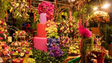 Expoflora 2024: Um espetáculo de cores e tradições holandesas em Holambra