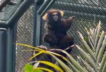 Zoo celebra nascimento inédito de filhotes de sagui-da-serra-escuro, espécie ameaçada