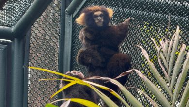 Zoo celebra nascimento inédito de filhotes de sagui-da-serra-escuro, espécie ameaçada