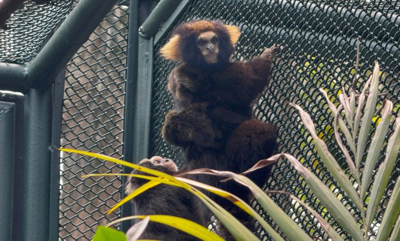 Zoo celebra nascimento inédito de filhotes de sagui-da-serra-escuro, espécie ameaçada