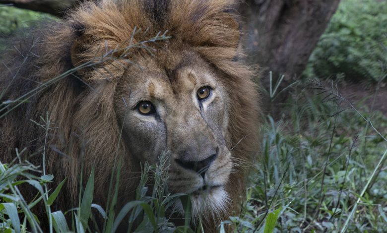 Zoológico de São Paulo celebra o Dia dos Pais com promoção especial