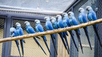 Zoológico inaugura Centro de Conservação para a ararinha-azul