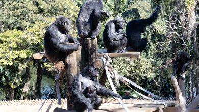 Zoológico tem promoção de meia entrada durante a semana