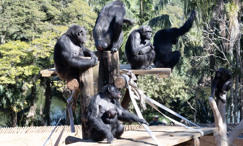 Zoológico tem promoção de meia entrada durante a semana