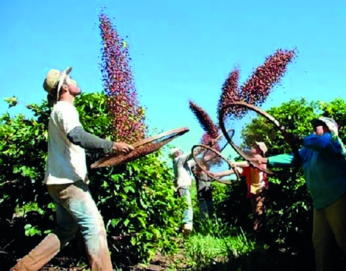 Colheita de café ganha ritmo no Brasil e chega a até 15% para