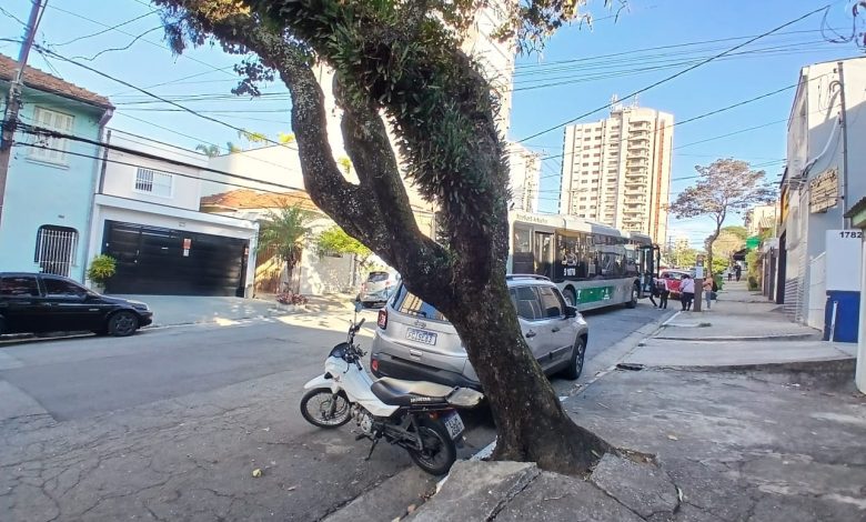 Árvore coloca em risco moradores da Costa Aguiar