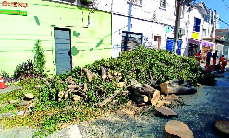 Árvore em frente à casa de idosa na General Lecor é cortada