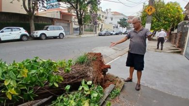 Árvore já denunciada pela reportagem cai na Oliveira Alves